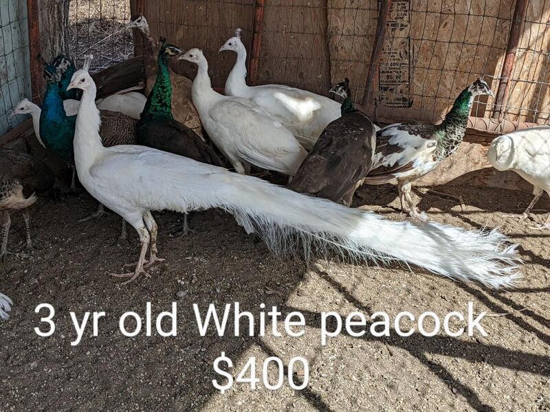 MeWe - The Next-Gen Social Network